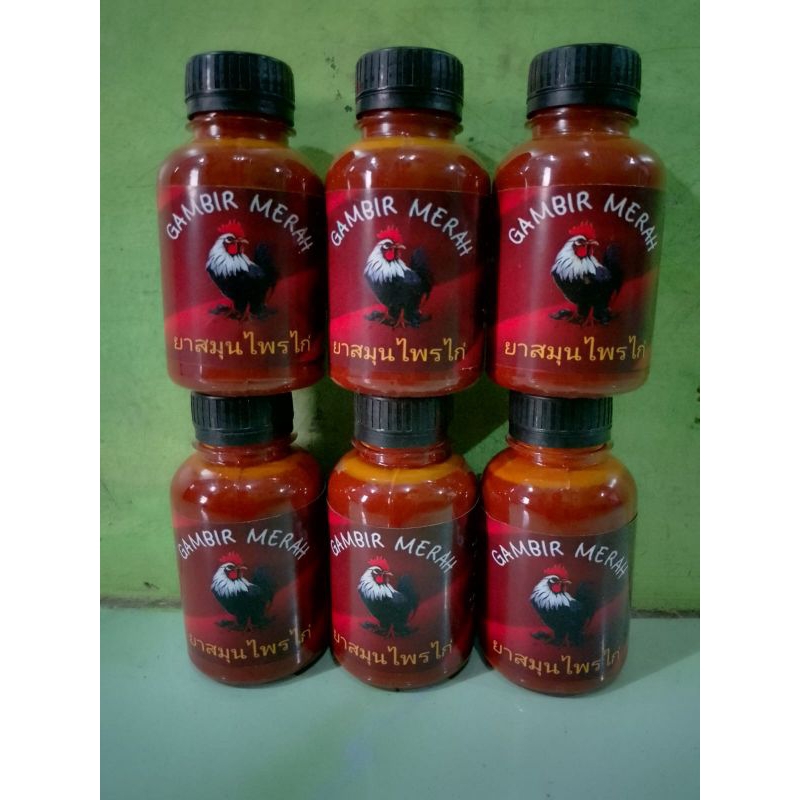 getah gambir ayam aduan jamu ayam bangkok gambir kaki ayam aduan