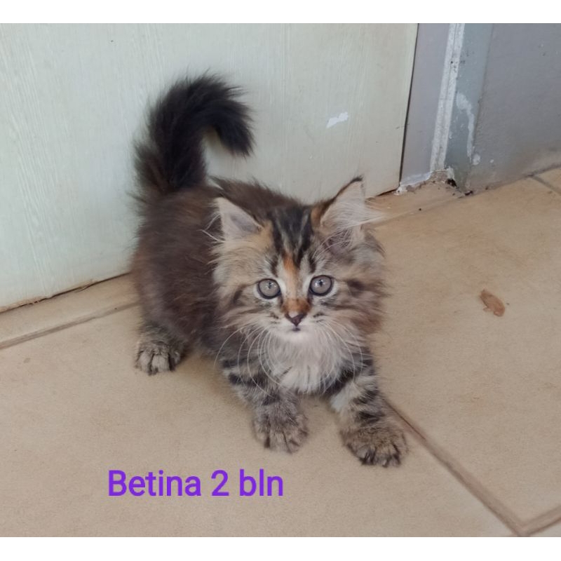 kitten Persia medium tortie