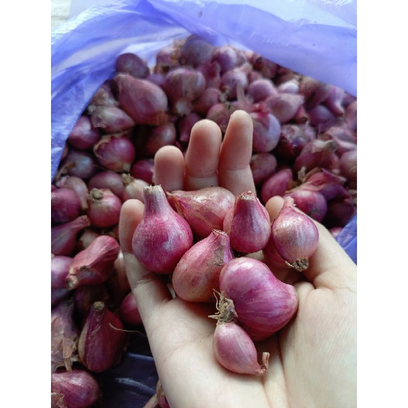 

Bawang Merah Nganjuk Lokal 1kg ukuran tanggung sedang campur kecil