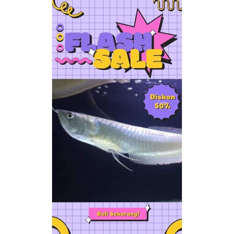 Arowana/Arwana Silver Red 14-16CM #PromoSpecial