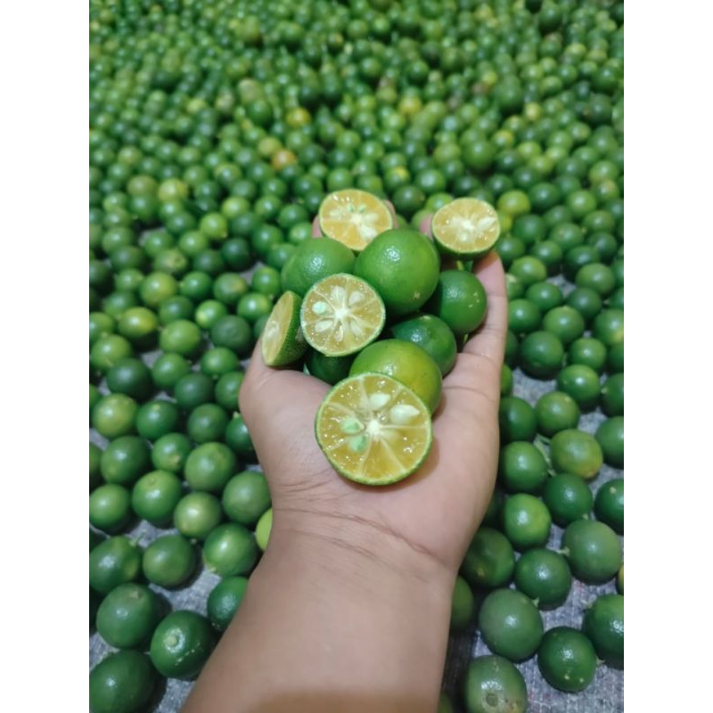 

1.kg jeruk sonkit/jeruk kasturi jeruk kunci jeruk lemon cina segar