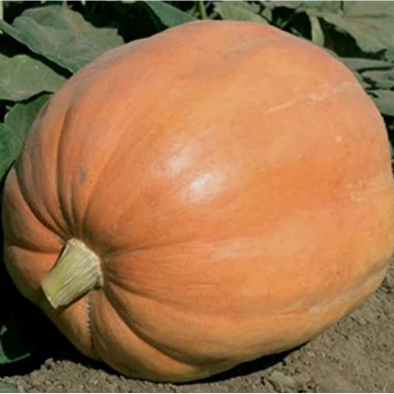 

LABU KUNING MAMOTO THGOLD 50BIJI+