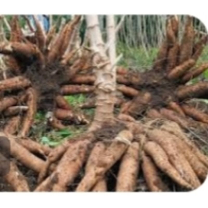 Bibit Singkong MARINTEN Asli, CASH 1 ikat isi 23 btg, COD isi 20 btg, Genjah pulen lezat