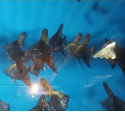 Manfish Green Black Avatar 3 cm - AQUARIUM