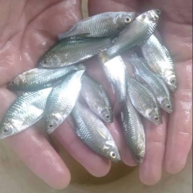 bibit ikan tawes konsumsi 1 jari