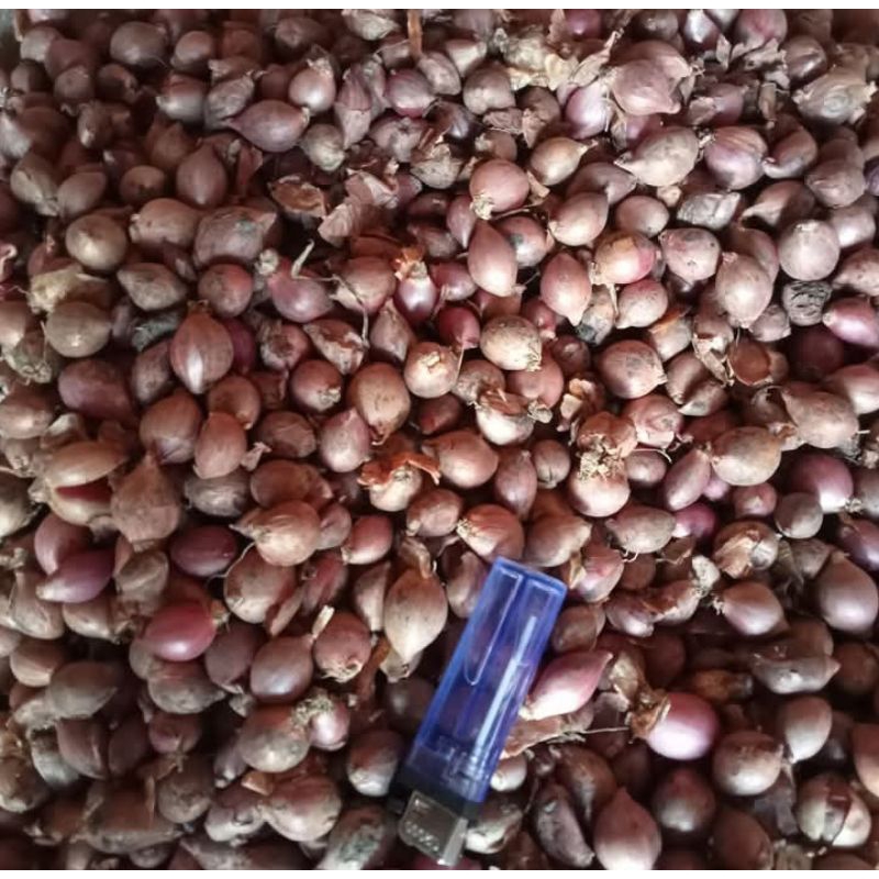 

Bawang Merah Baby/Baby Onion