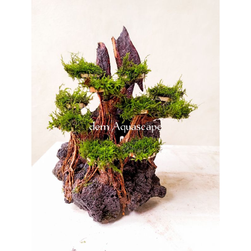 Harscape bonsai kayu rentek, bonsai tebing Aquascape