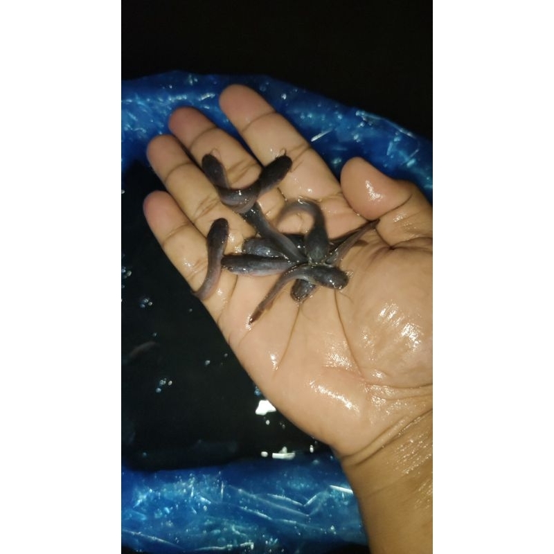 Bibit Lele Sangkuriang Berkualitas /100Ekor Banjarmasin