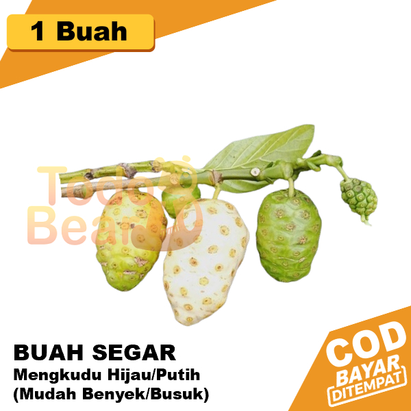 

Mengkudu Buah Harga 1 Pcs Satua Hijau Putih