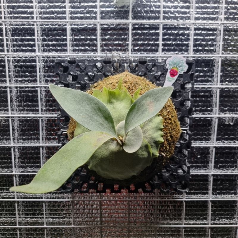 Platycerium Veitchii Blue F1 (oc) (pup)