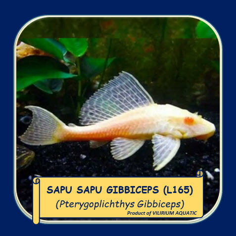 IKAN HIAS AIR TAWAR - SAPU SAPU GIBBICEPS ALBINO / SAPU SAPU MENTEGA / ALBINO SAILFIN PLECO (ALGAEAT