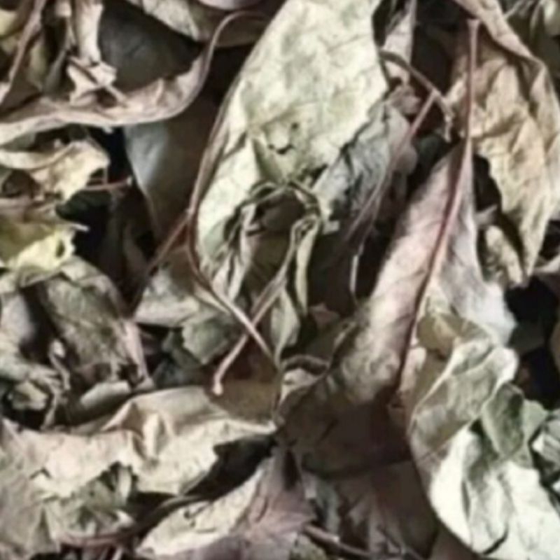 

DAUN AFRIKA daun sambung nyawa KERING 250 GRAM