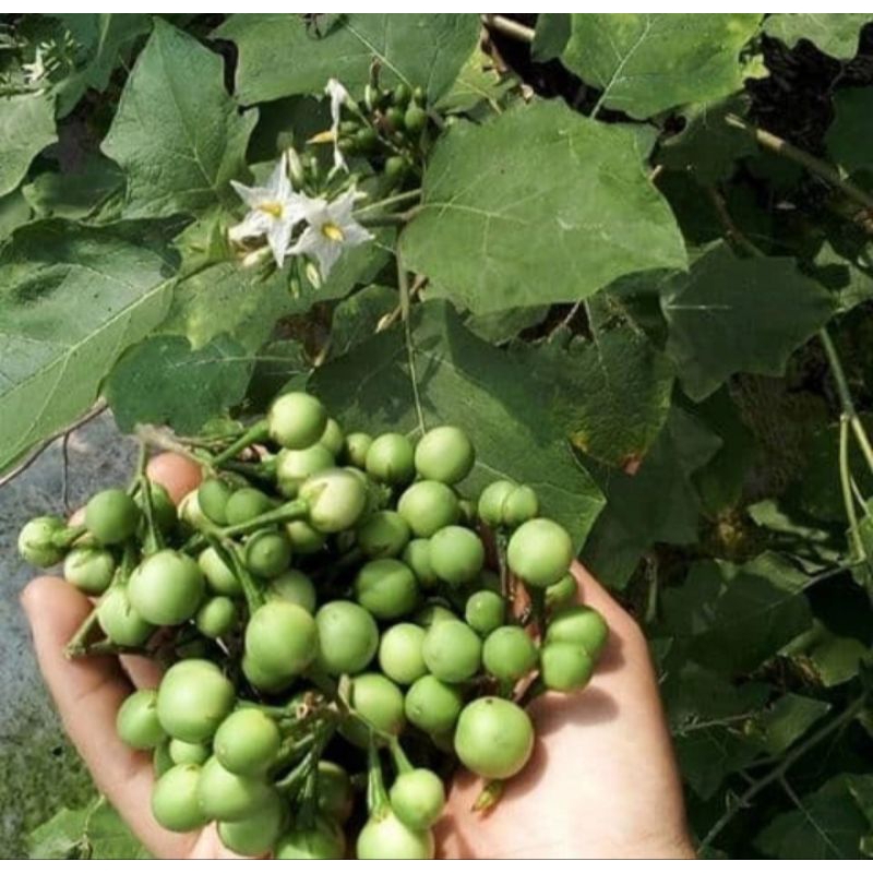 

Buah Rimbang Takokak Segar Cepokak Pokak Terung Pipit Solanum