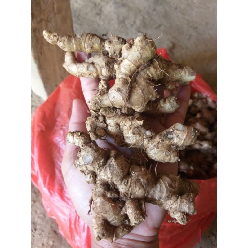 

PROMO JAHE EMPRIT PEDAS SEGAR FRES/BELUM CUCI/ 1 KG