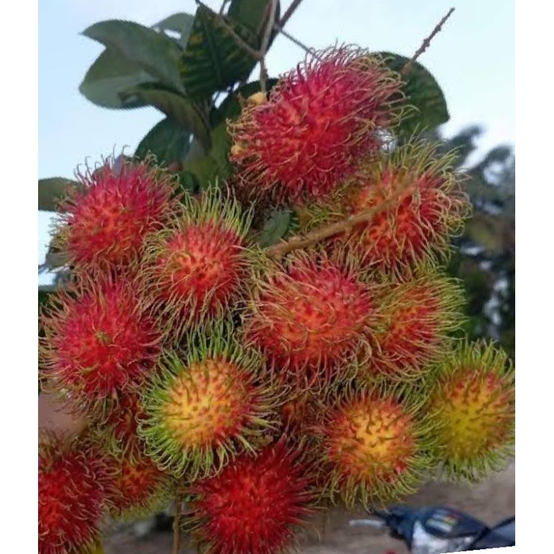 

rambutan binjai