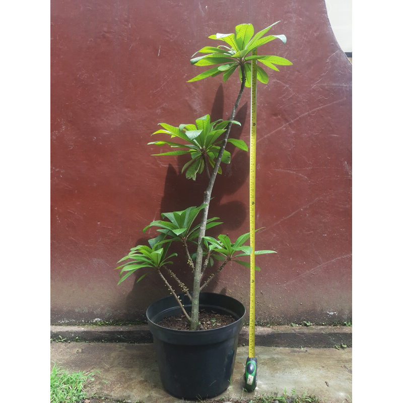 Cangkok Pohon Mamey Sapote