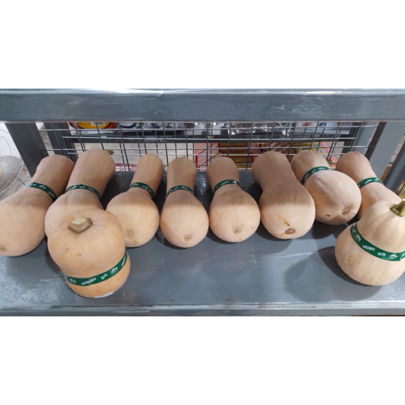 

Labu Kuning Butternut Organik 1biji