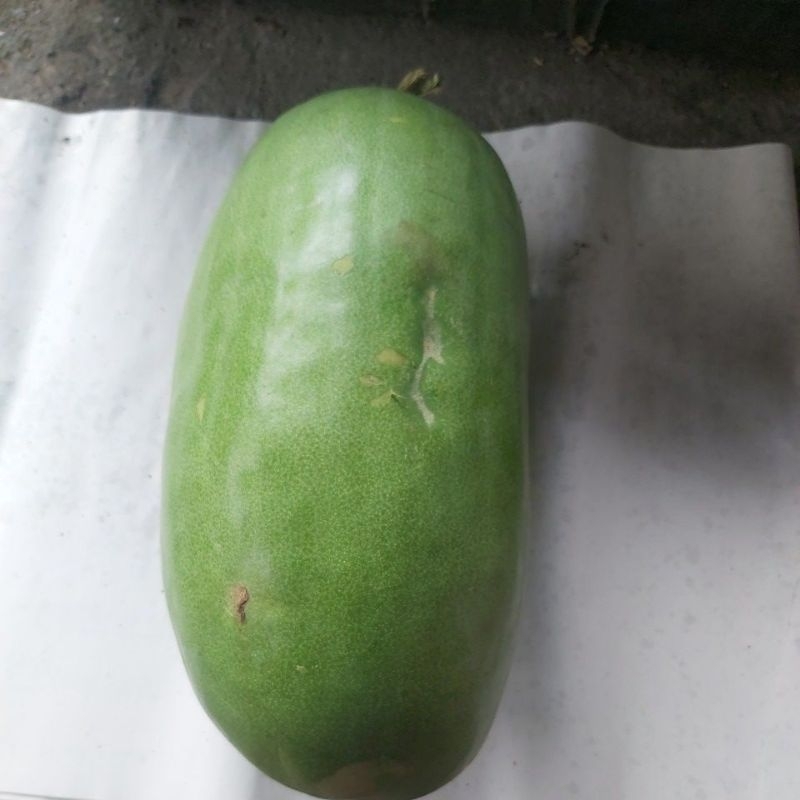 

Buah bligo kundur besar 4kg