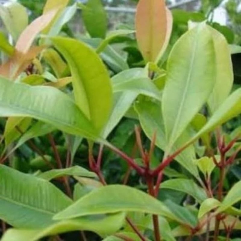 

Promo Daun cengkeh segar murah