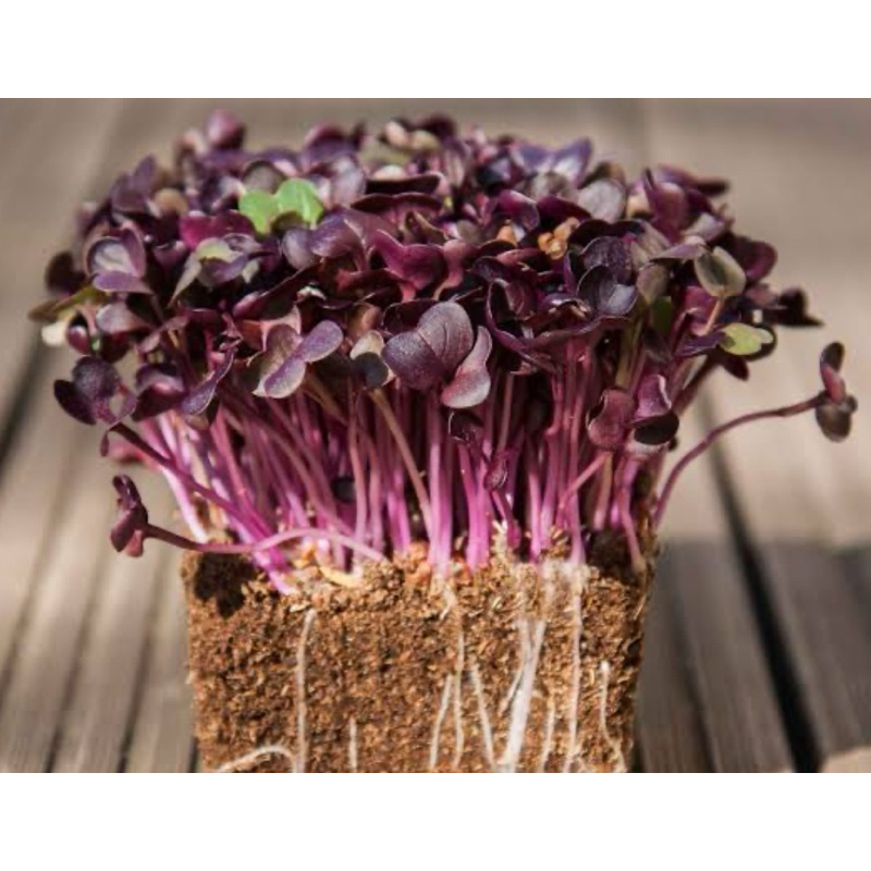

Lebry Microgreen - Purple Radish (25/50 Grams)