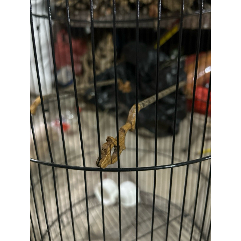 tangkringan konin sejajar tangkringan sogon sejajar tangkringan ukir konin sejajar amplas