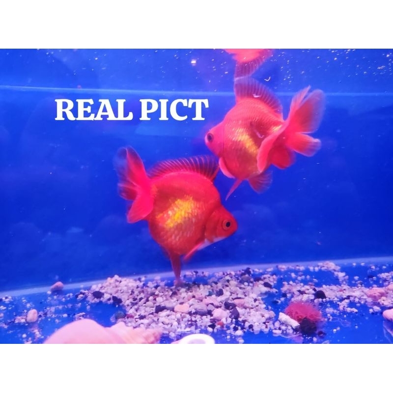 Mas koki Ryukin 9cm+