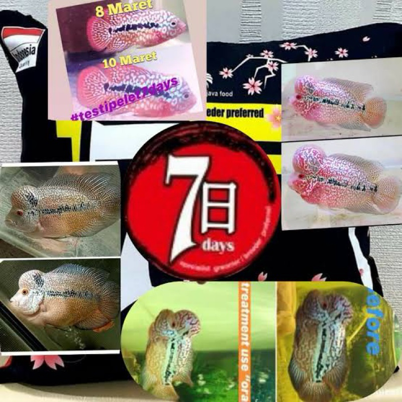 Pelet ikan Louhan 7 days Product superior Growth (udah bnyk testi di sblh)