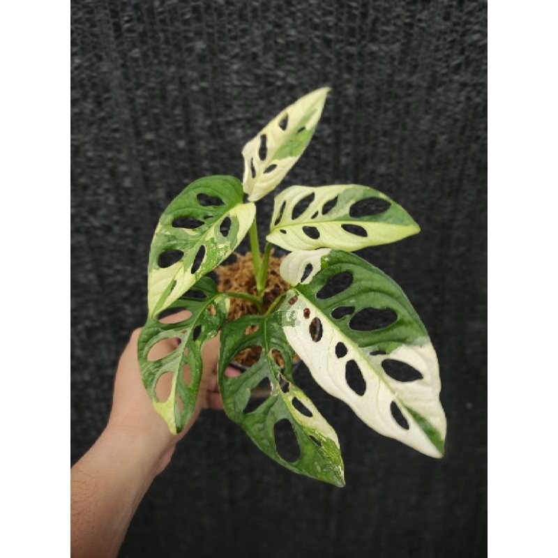 Janda bolong Japan Varigata putih