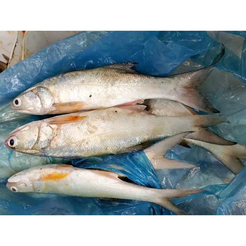 

ikan kuro ikan kuro hasil laut 1kg