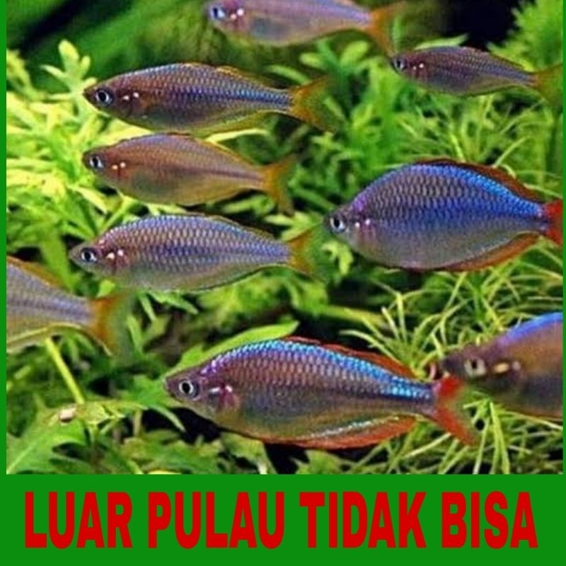 ikan rainbow Peacock 10pcs
