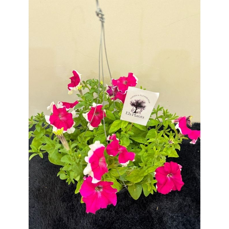 PAKET 3 TANAMAN HIAS PITUNIA PINK, KRISAN ASTER, SARBENA HIJAU