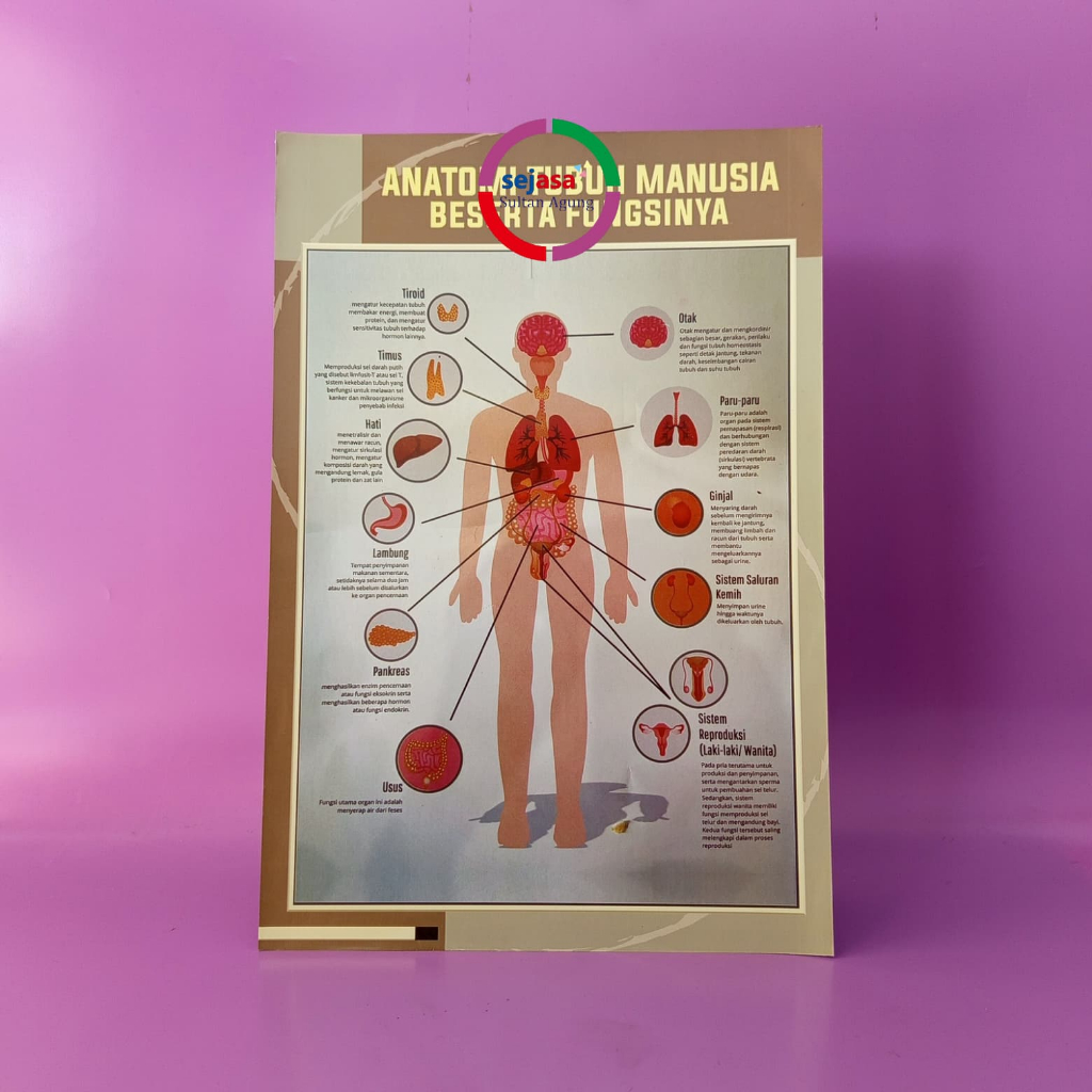 Poster Anatomi Tubuh Manusia Beserta Fungsinya | Poster Kesehatan