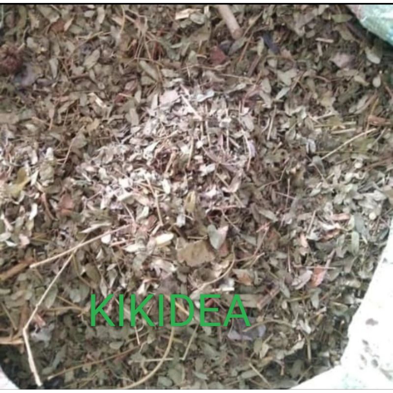 

Daun Saga Kering Daun Sogo Manis Kering Rempah Herbal