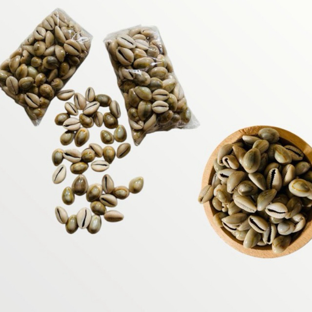 Kerang Asli / Kuwuk Untuk Permainan congkak dan Bola bekel