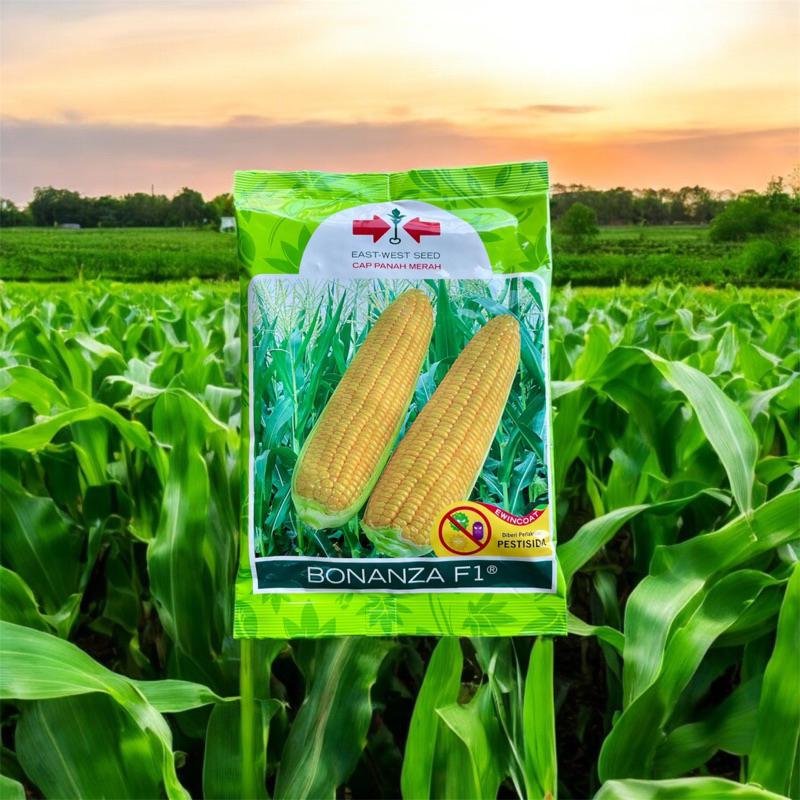 BONZA F1,CAP PANAH MERAH, BIBIT JAGUNG MANIS