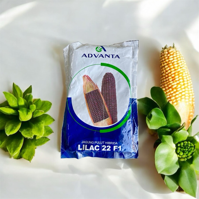 JAGUNG PULUT HIBRIDA LILAC 22 F1,ADVANTA