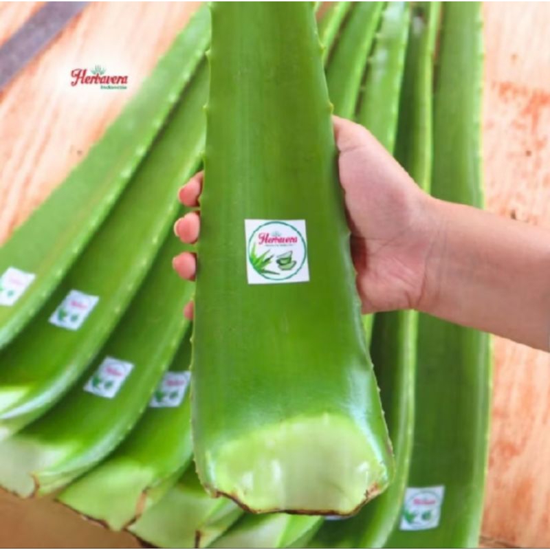 

LIDAH BUAYA SEGAR