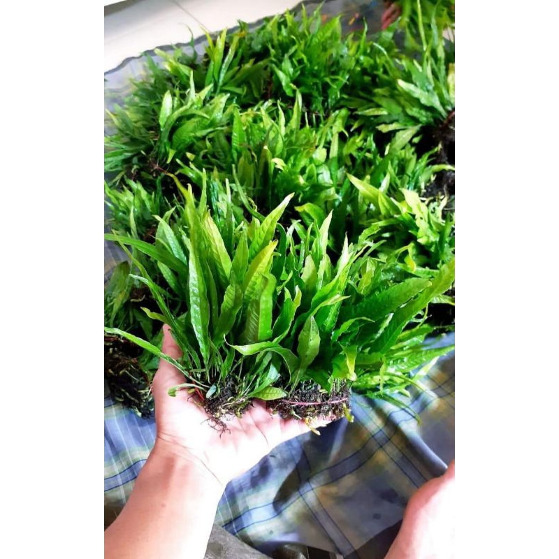 kadaka Java fern