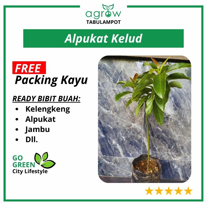 Bibit Alpukat Kelud