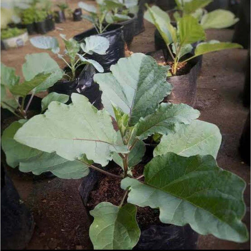 Tanaman terong ungu panjang (siap tanam)