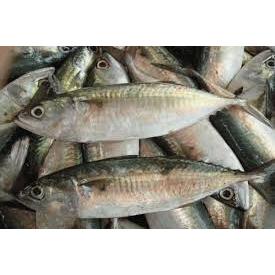 

Ikan Kembung segar