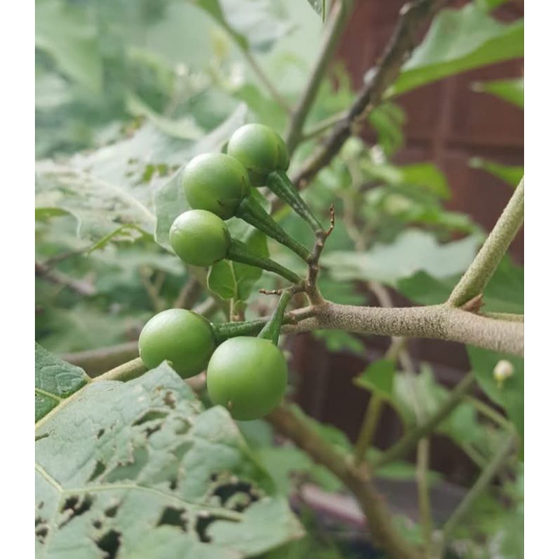 

Buah takokak segar 1kg