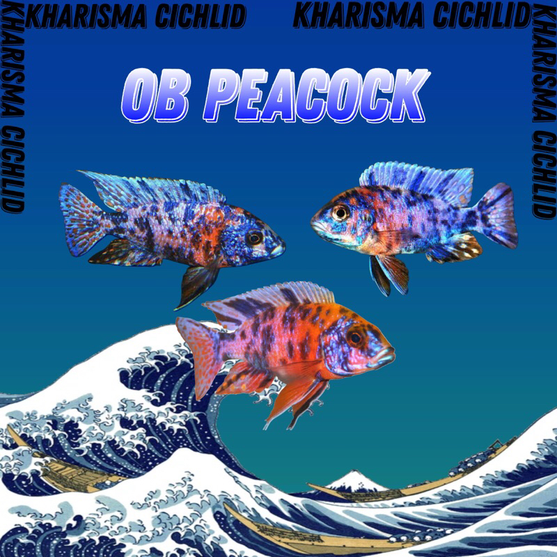 Ob Peacock Cichlid Murah