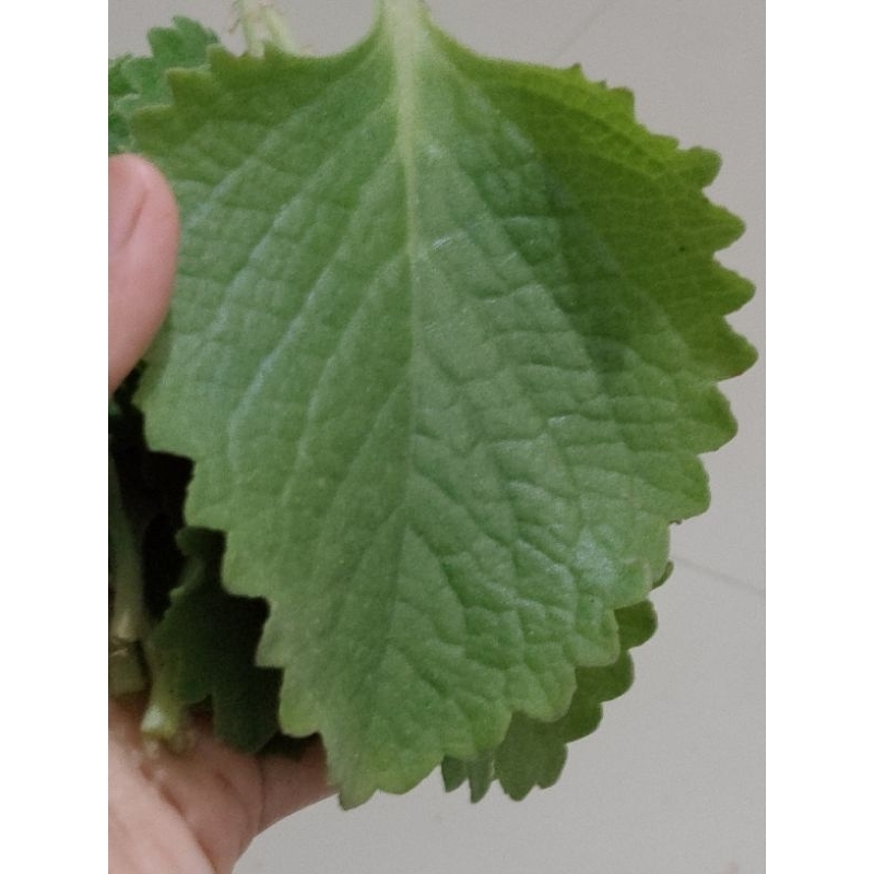 

daun jinten segar perhelai(organik)