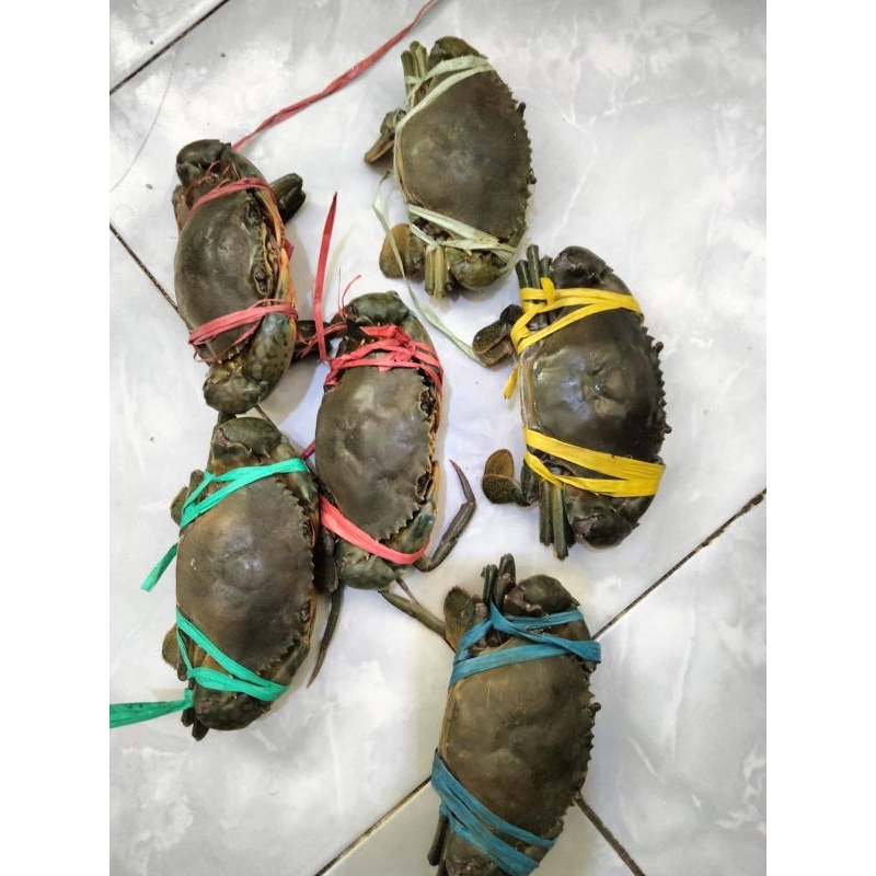 

KEPITING FRESH daerah surabaya dan sekitar