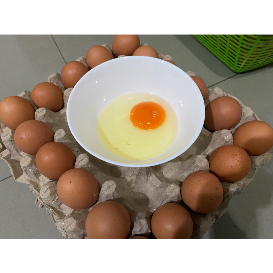 

Telur Omega 3 Paket Hemat Curah per 5 kg dari Kandang NKV
