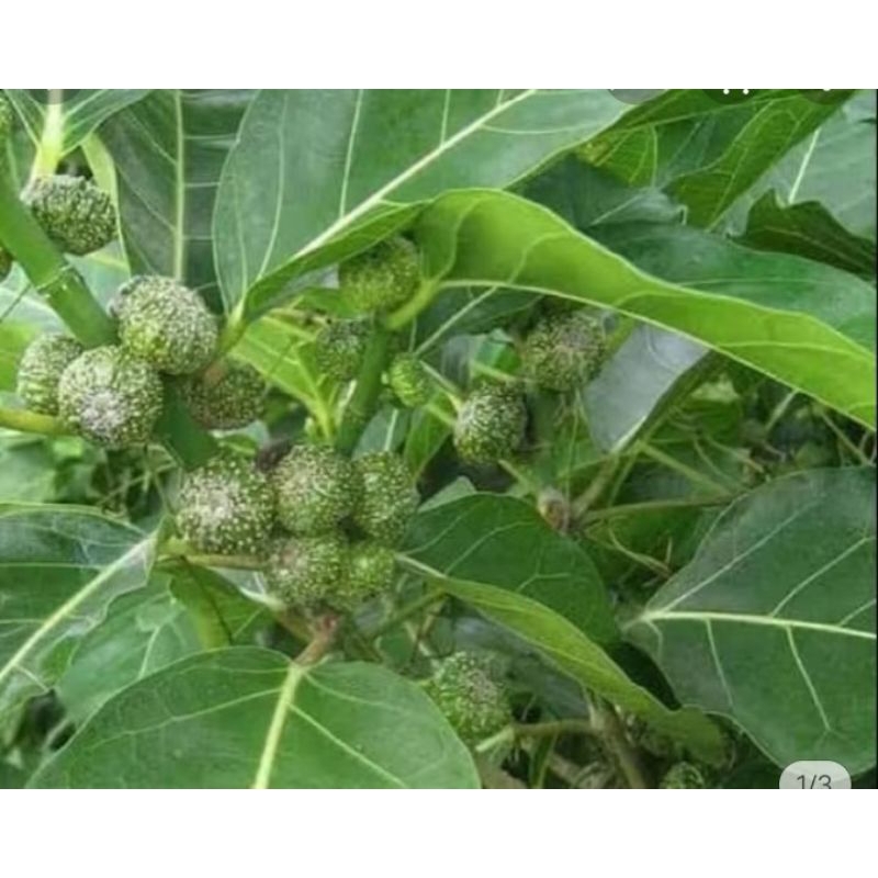 

cod daun Awar awarsegar fres per 500g