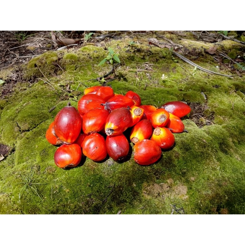 

1 kg Buah Kelapa sawit, Umpan pancing, Umpan Bubu, umpan perangkap ikan
