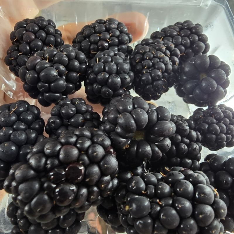 

Blackbery Fresh Segar Import 125g