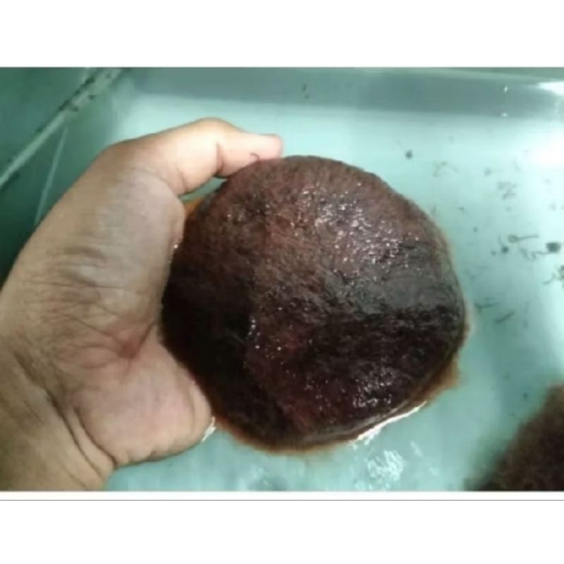 cacing sutra pakan ikan cupang